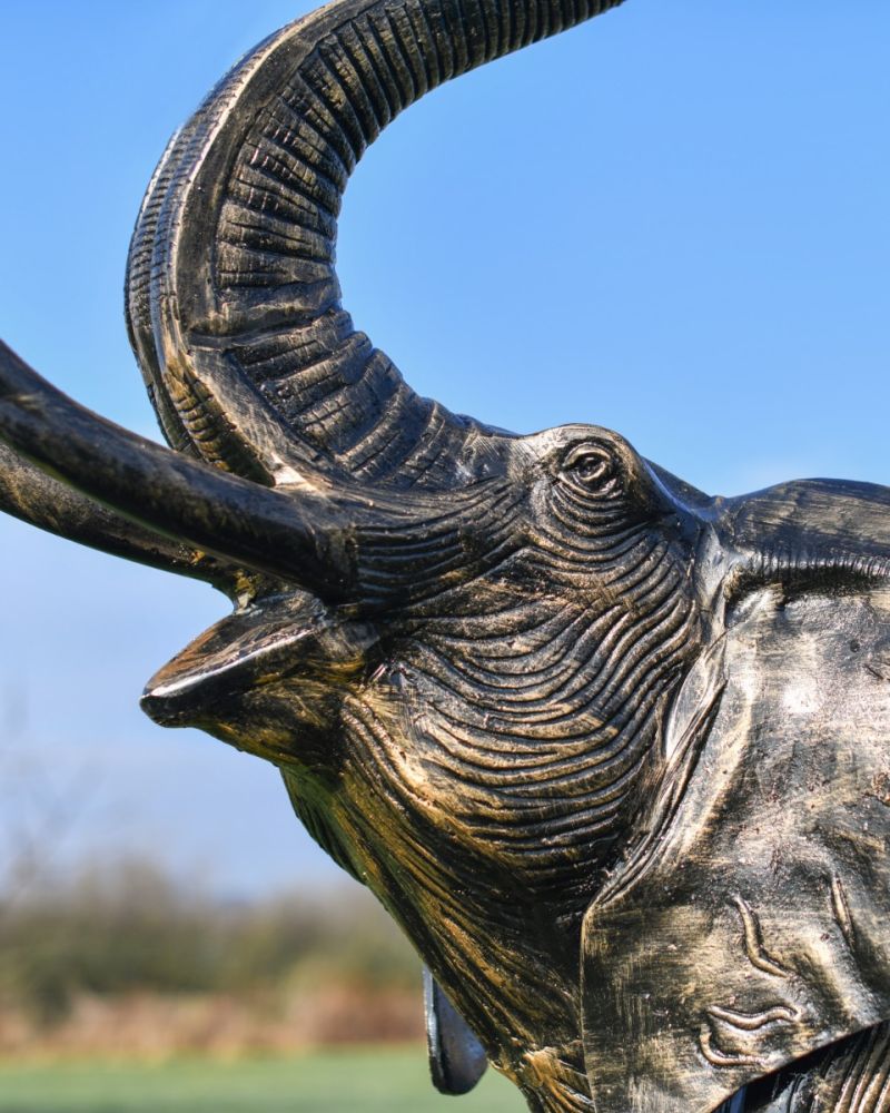 Close up of the elephant head