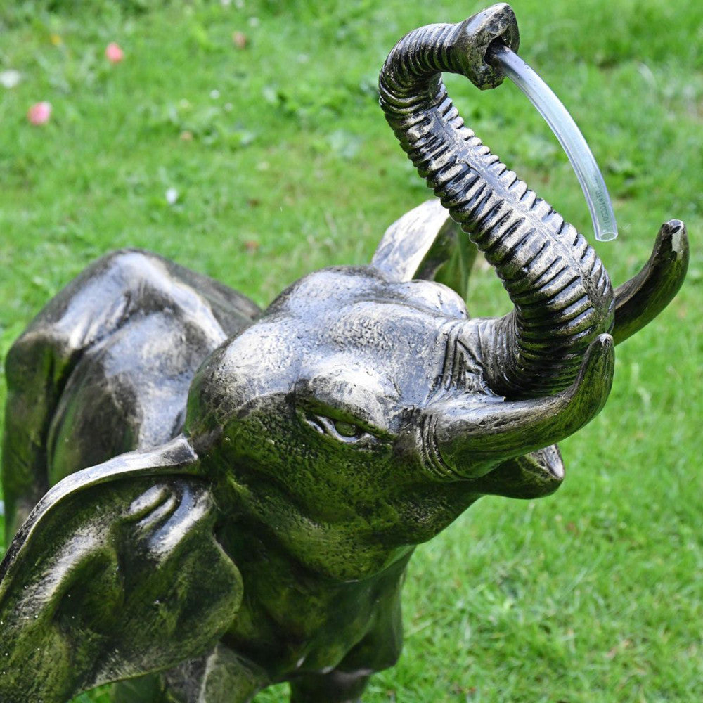 Close up of the elephant head