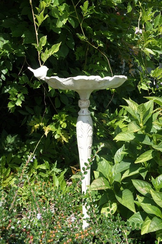 Queen’s Rose Floral Bird Bath