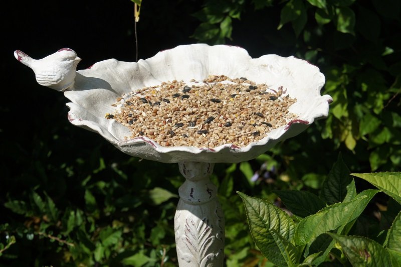Queen’s Rose Floral Bird Bath