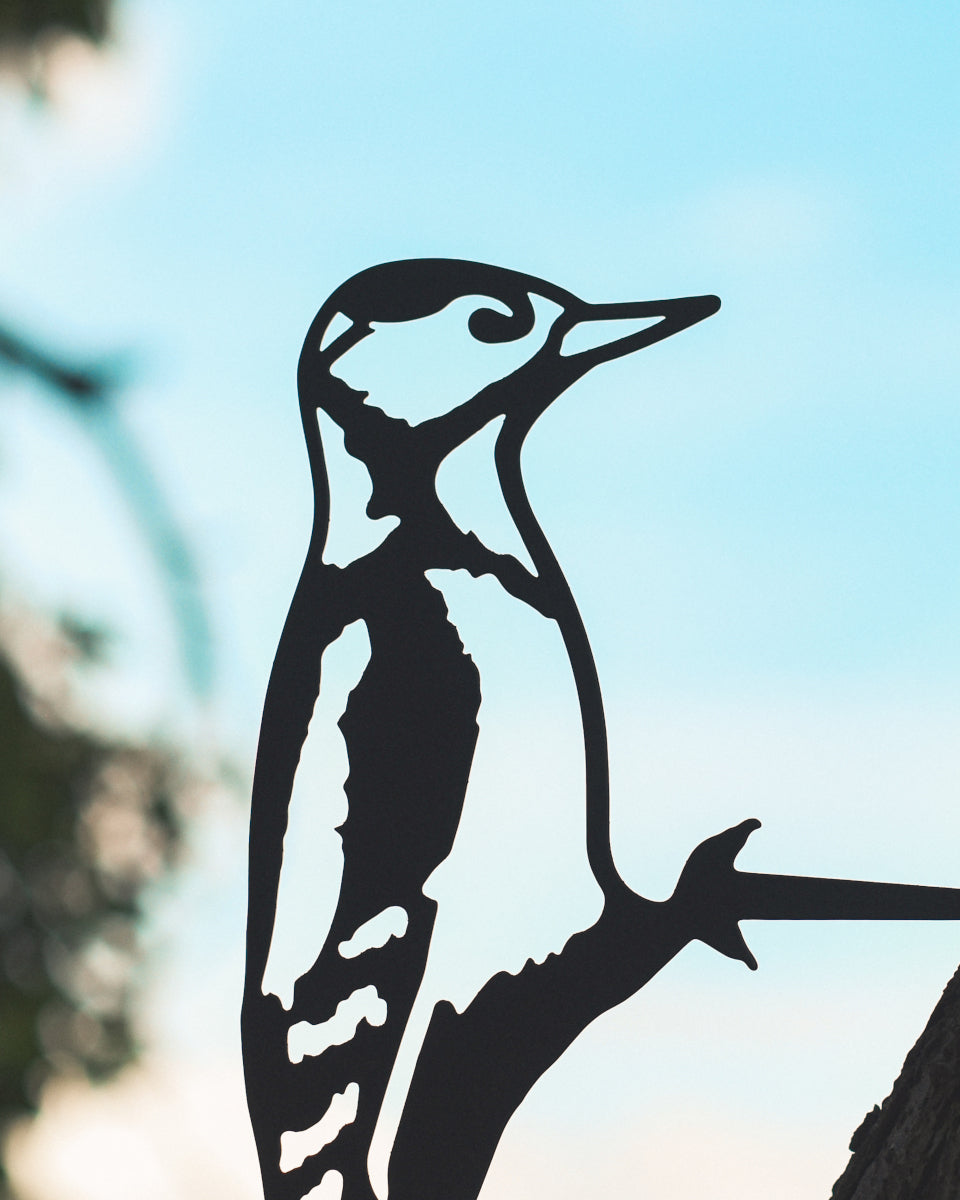 Close up of the woodpecker 