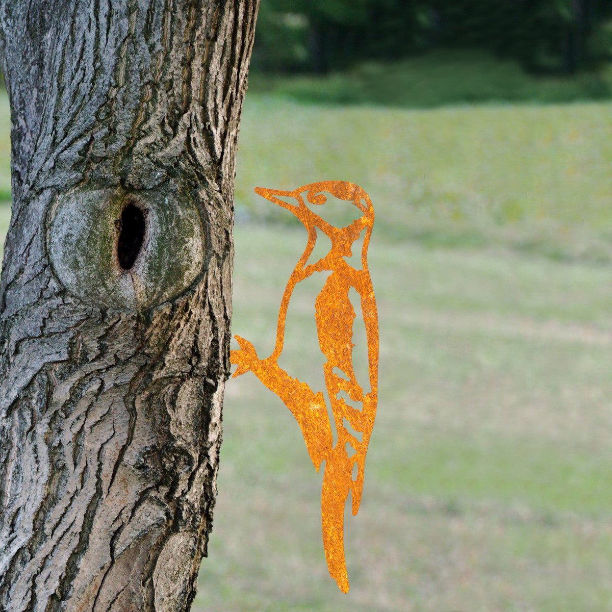 The ornate woodpecker in situ