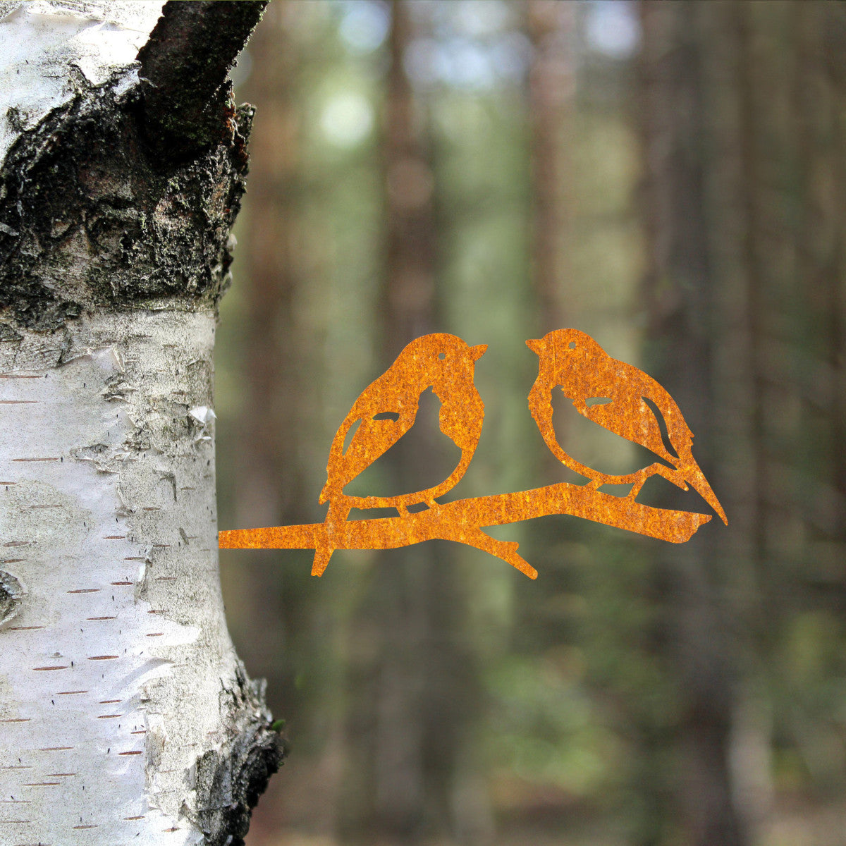 The ornate robins in situ