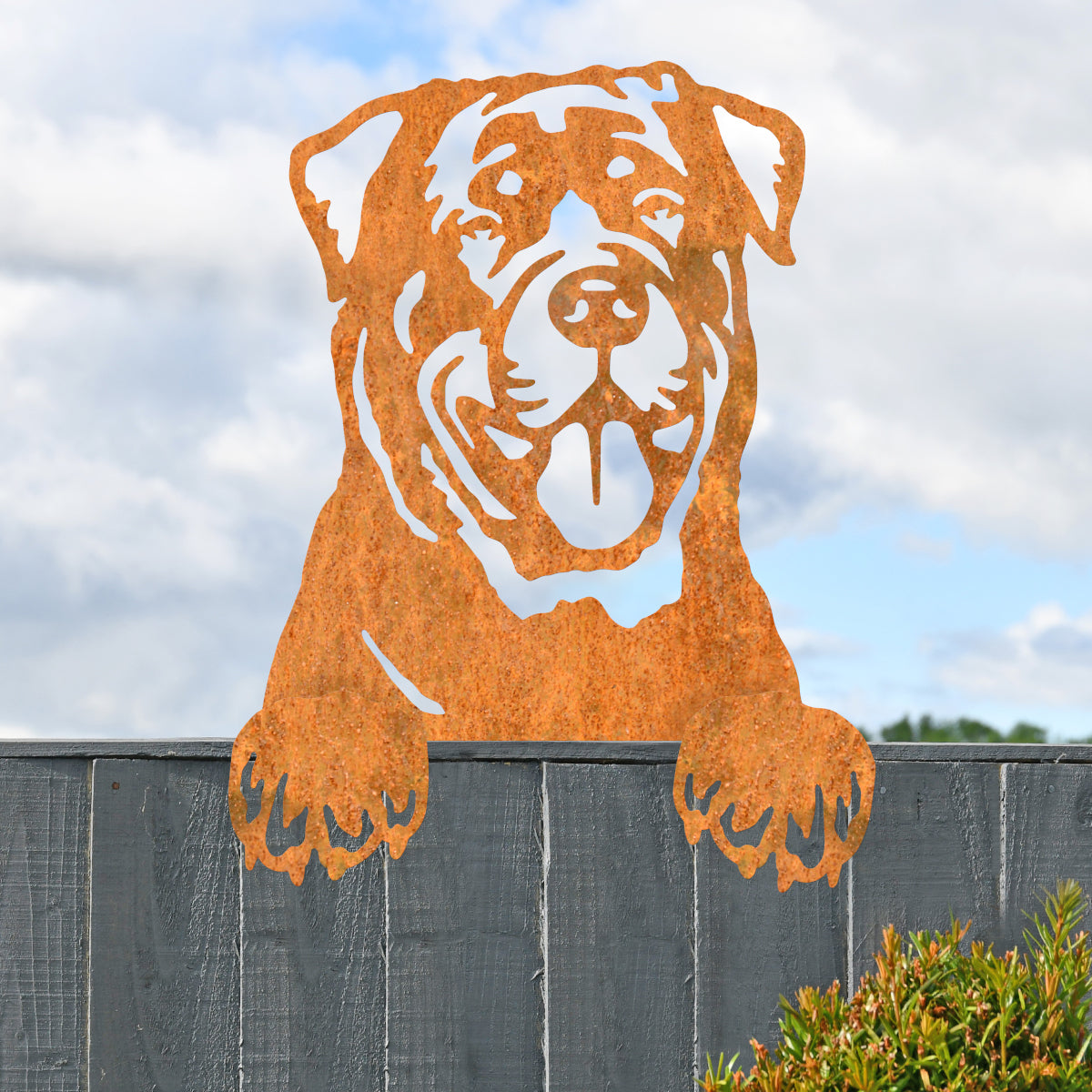 The Rottweiler on a dark grey fence