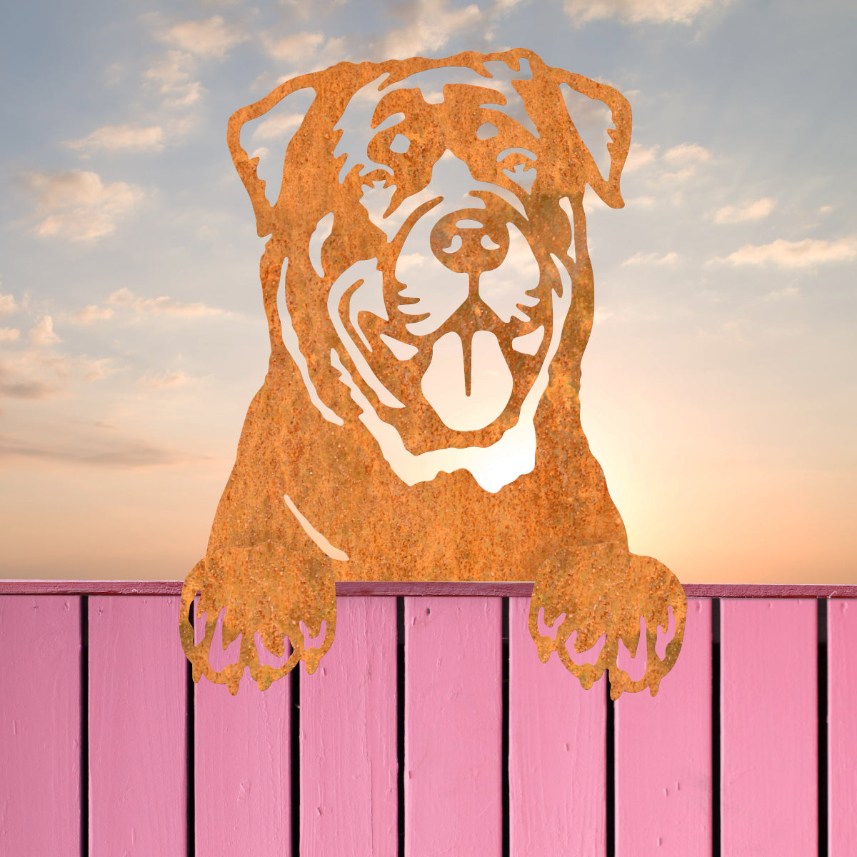 The Rottweiler on a pink fence