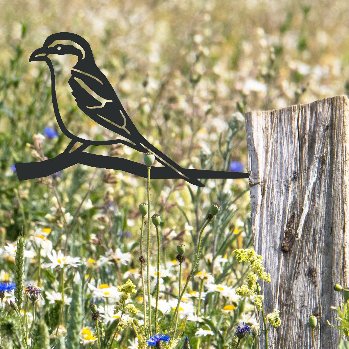 Great Grey Shrike Garden Sheet Steel Tree Spike In Black
